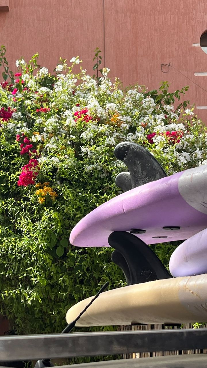 Surfboards next to a flowering bush