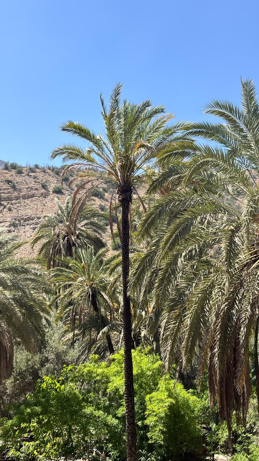 Palm groves in the valley near Taghazout