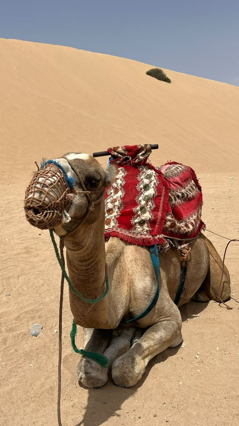 Camel at the Timlaline dunes